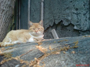Unser Boris