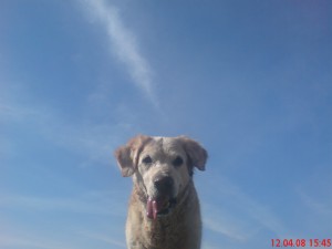 Unser Hund Faxe